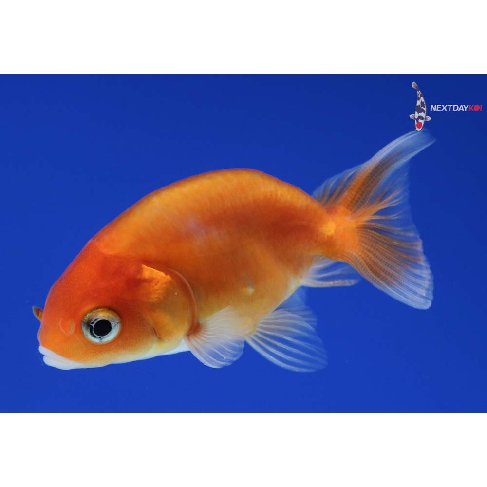 2” Imported Red and White Ranchu
