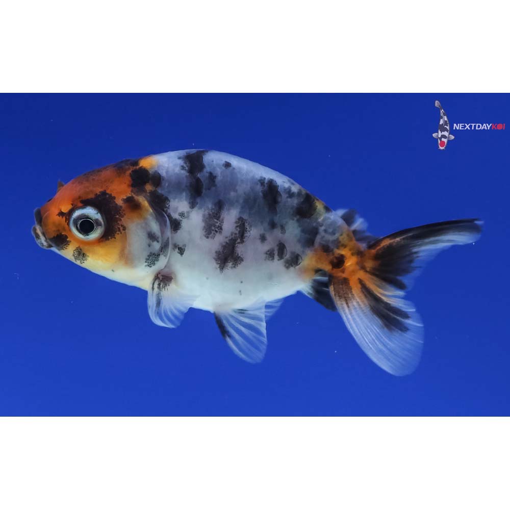 2” Imported Calico Ranchu