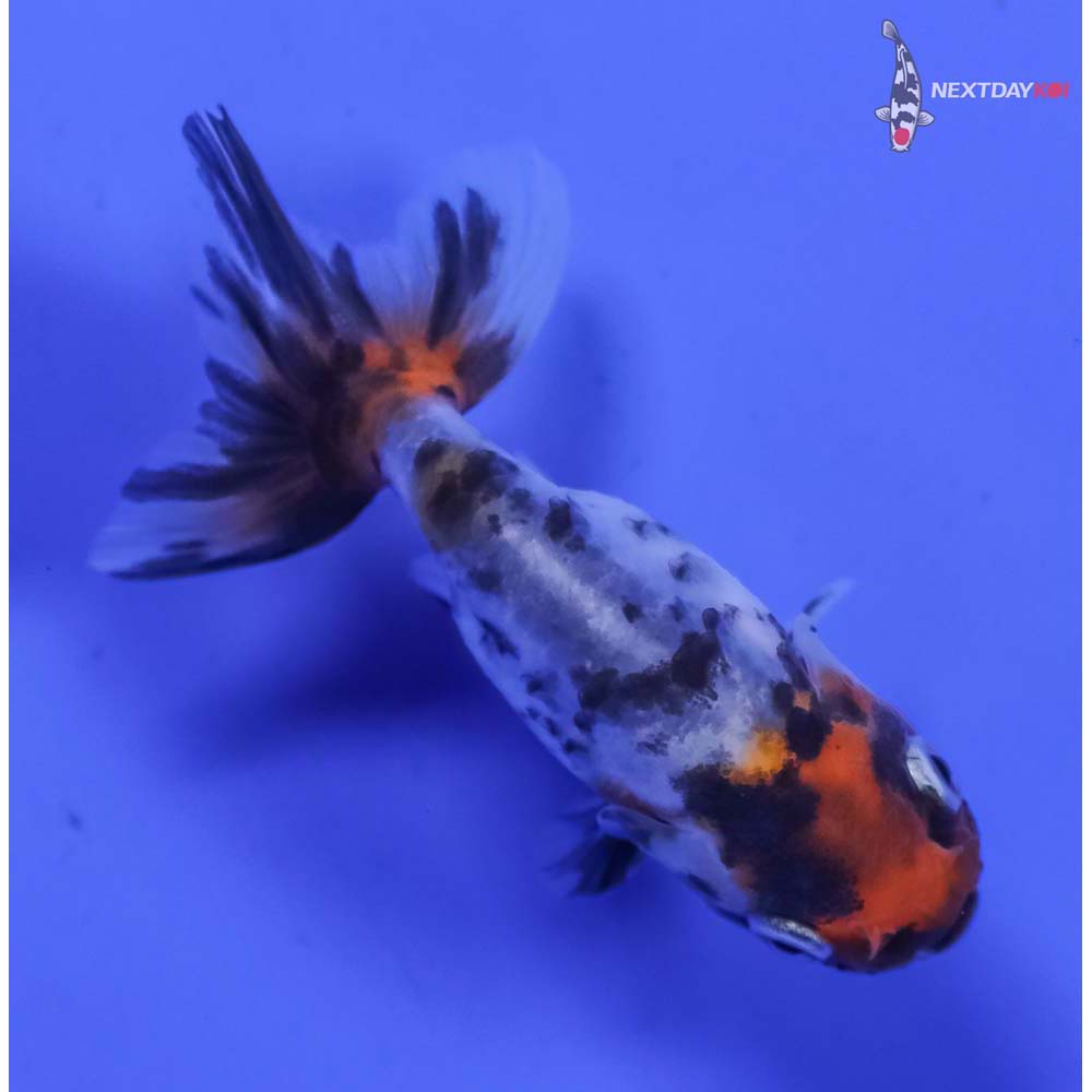2” Imported Calico Ranchu