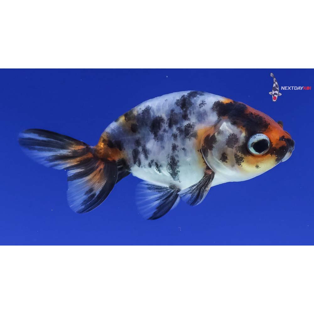 2” Imported Calico Ranchu