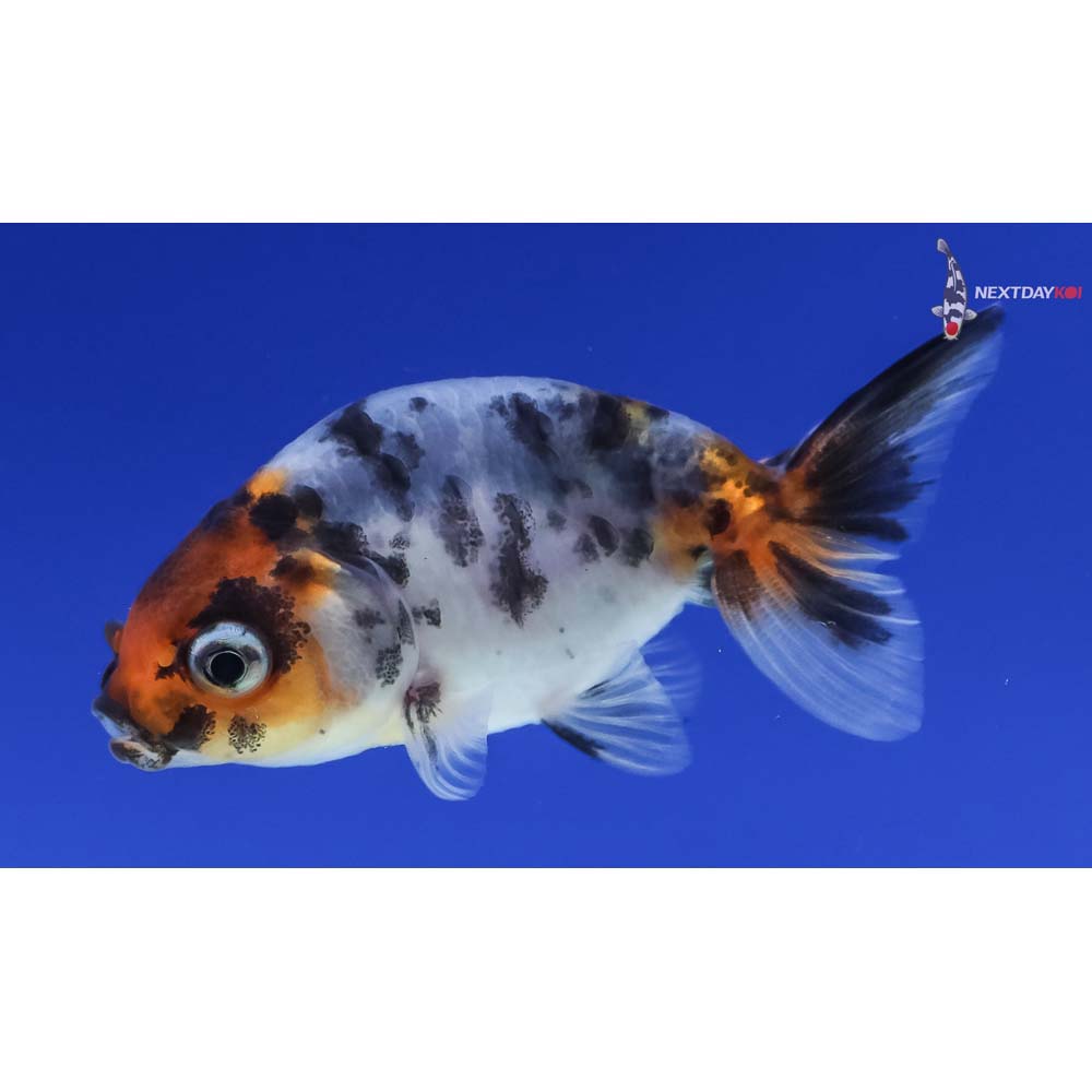 2” Imported Calico Ranchu
