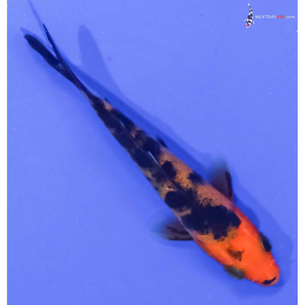 3” Imported Aka Bekko