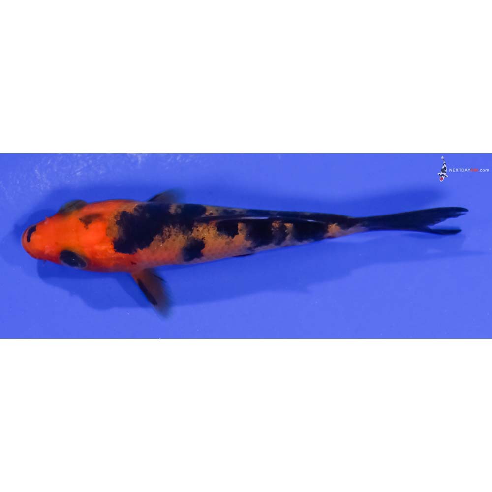 3” Imported Aka Bekko