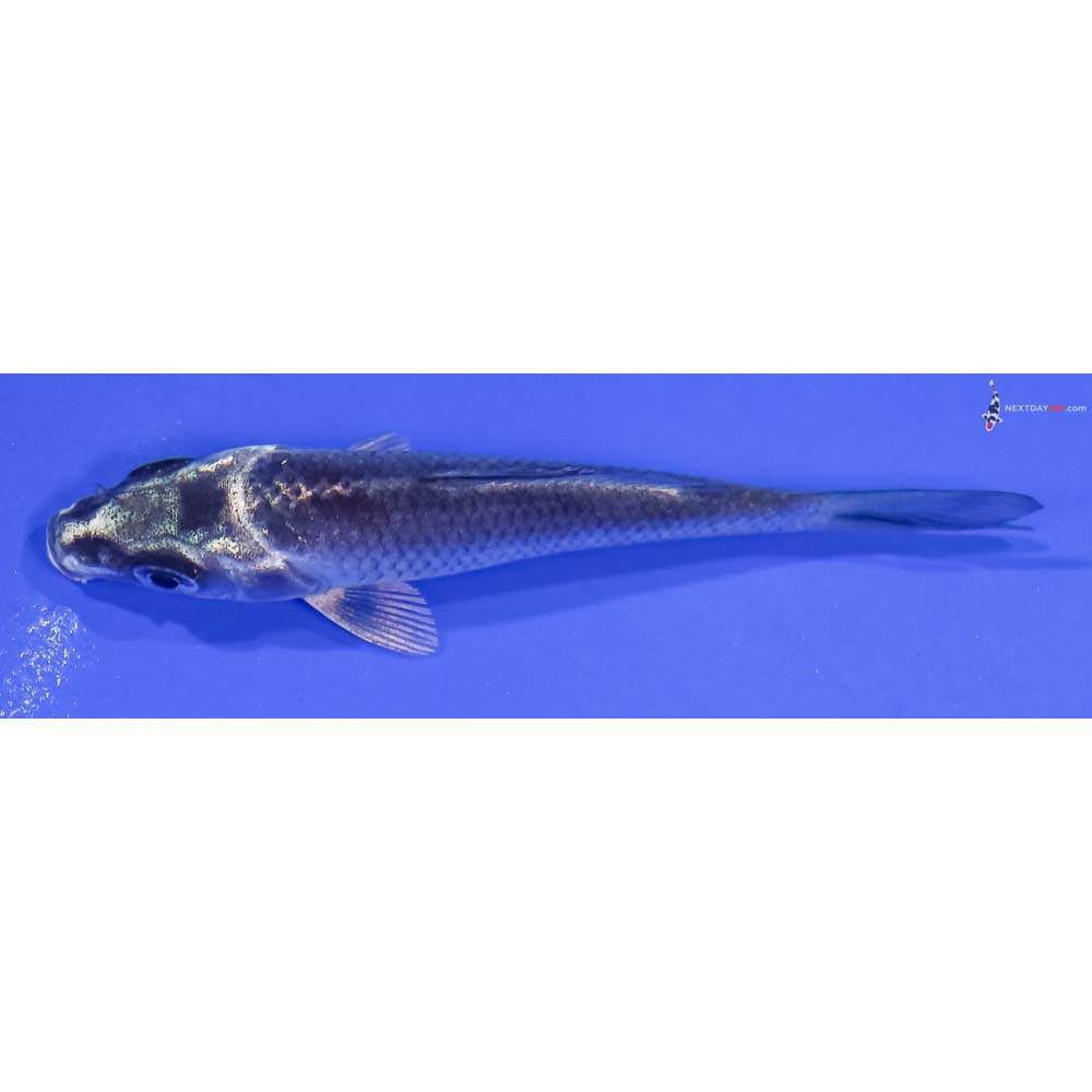 3” Imported Gin Matsuba