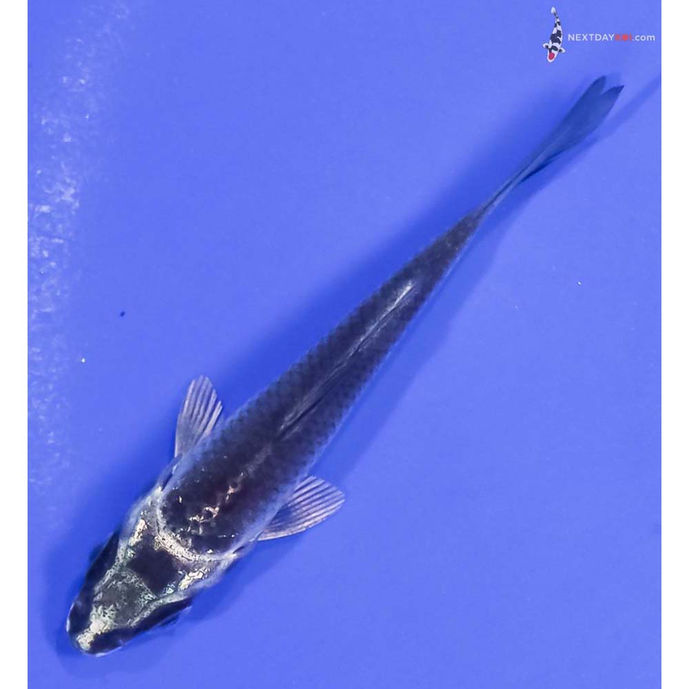 3” Imported Gin Matsuba