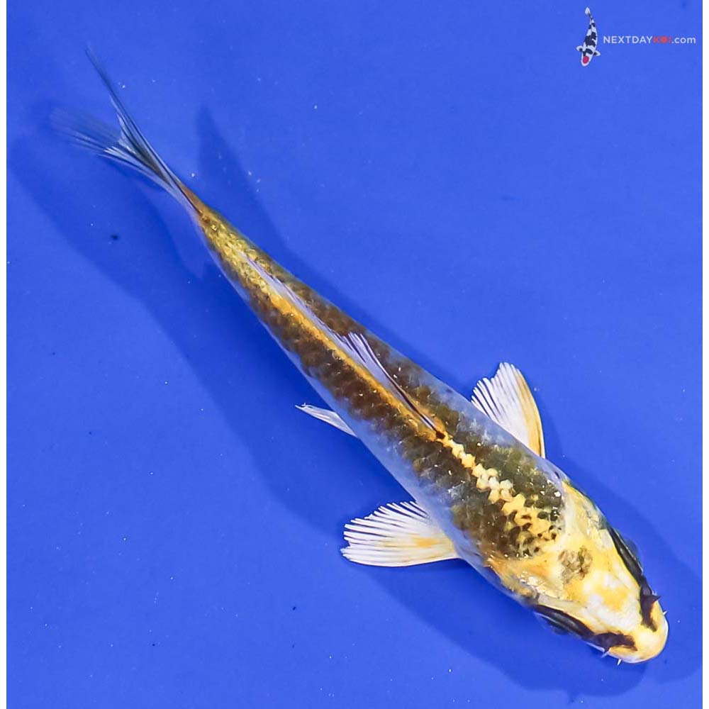 3.5” Imported Kujaku