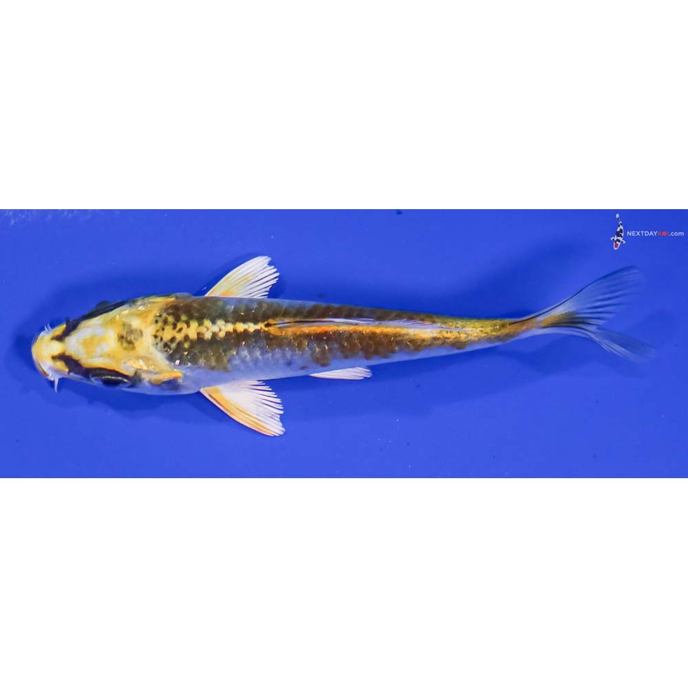 3.5” Imported Kujaku