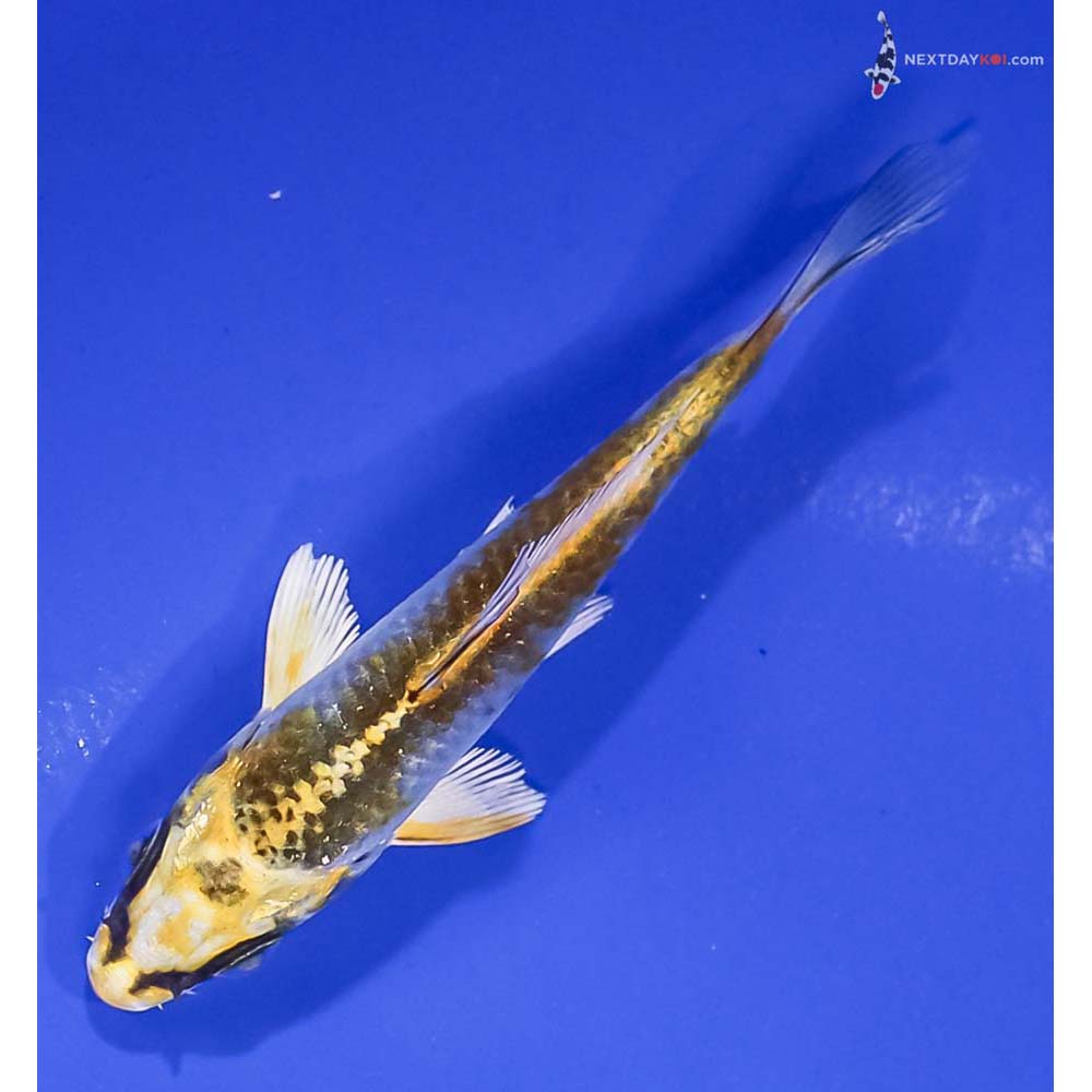 3.5” Imported Kujaku