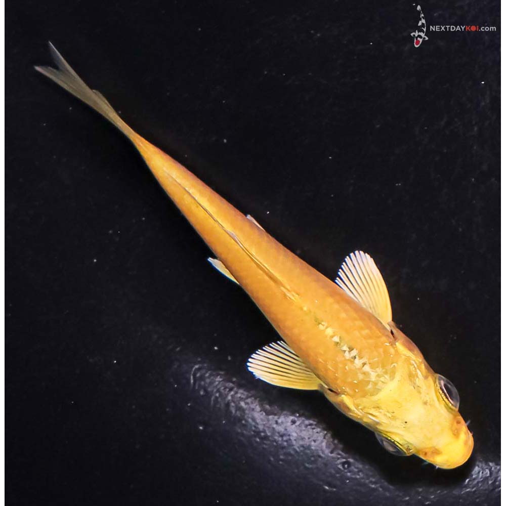 3.5” Imported Yamabuki Ogon