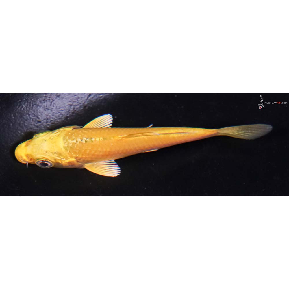 3.5” Imported Yamabuki Ogon