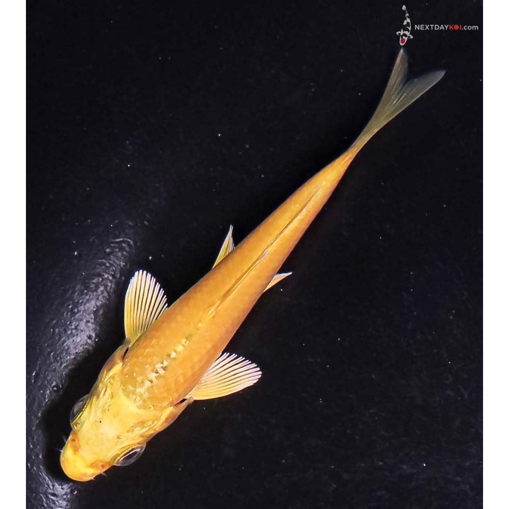 3.5” Imported Yamabuki Ogon