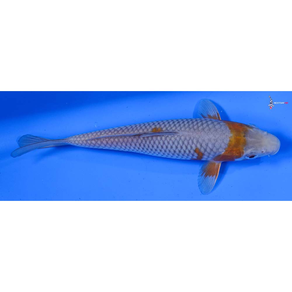 8” Imported Ochiba Shigure