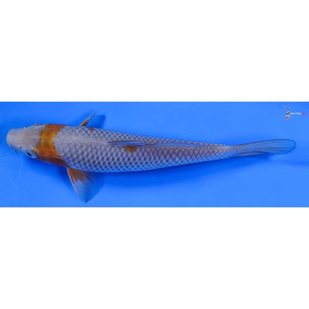 8” Imported Ochiba Shigure