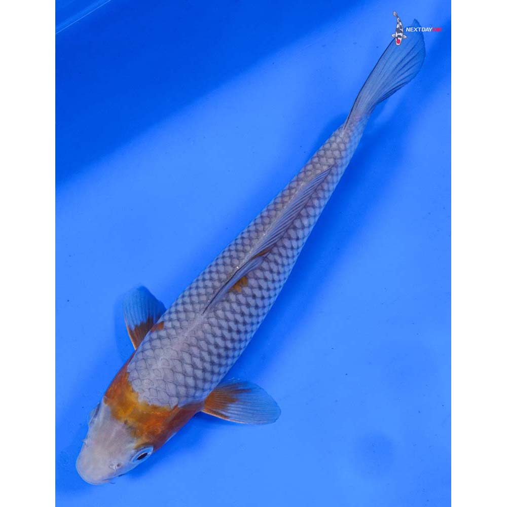 8” Imported Ochiba Shigure