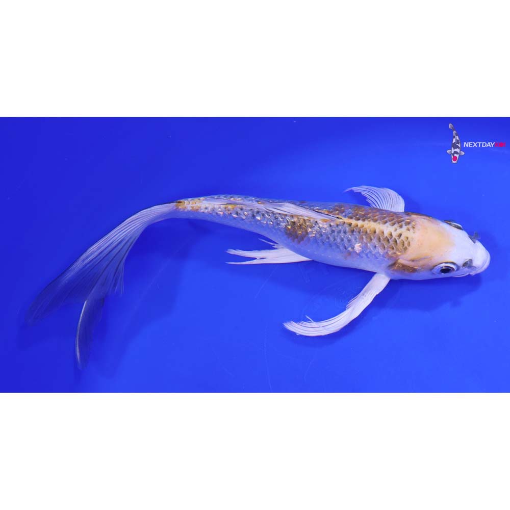 8” Imported Gin Rin Kujaku Butterfly Koi