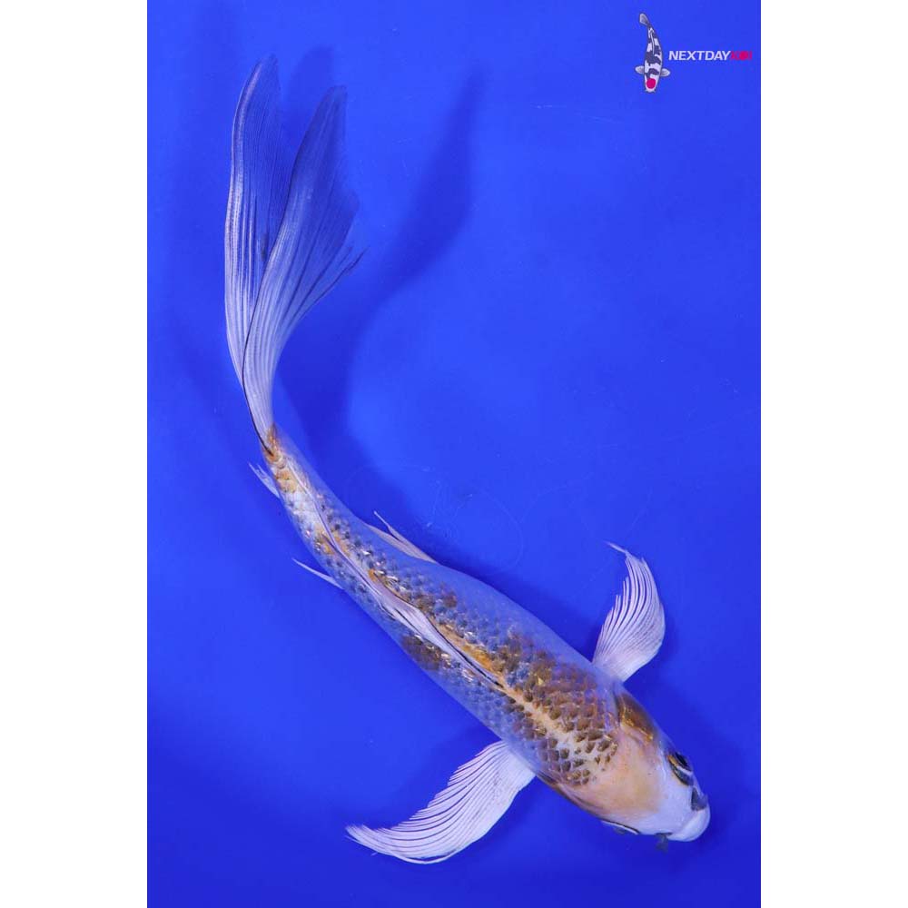 8” Imported Gin Rin Kujaku Butterfly Koi