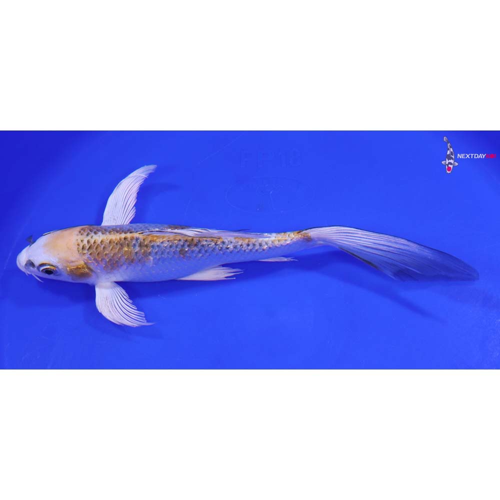 8” Imported Gin Rin Kujaku Butterfly Koi