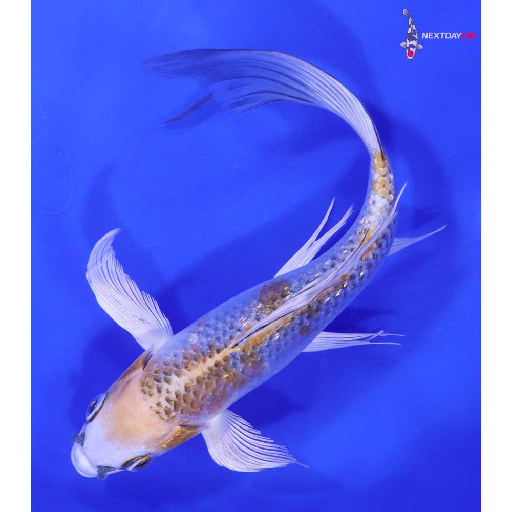 8” Imported Gin Rin Kujaku Butterfly Koi