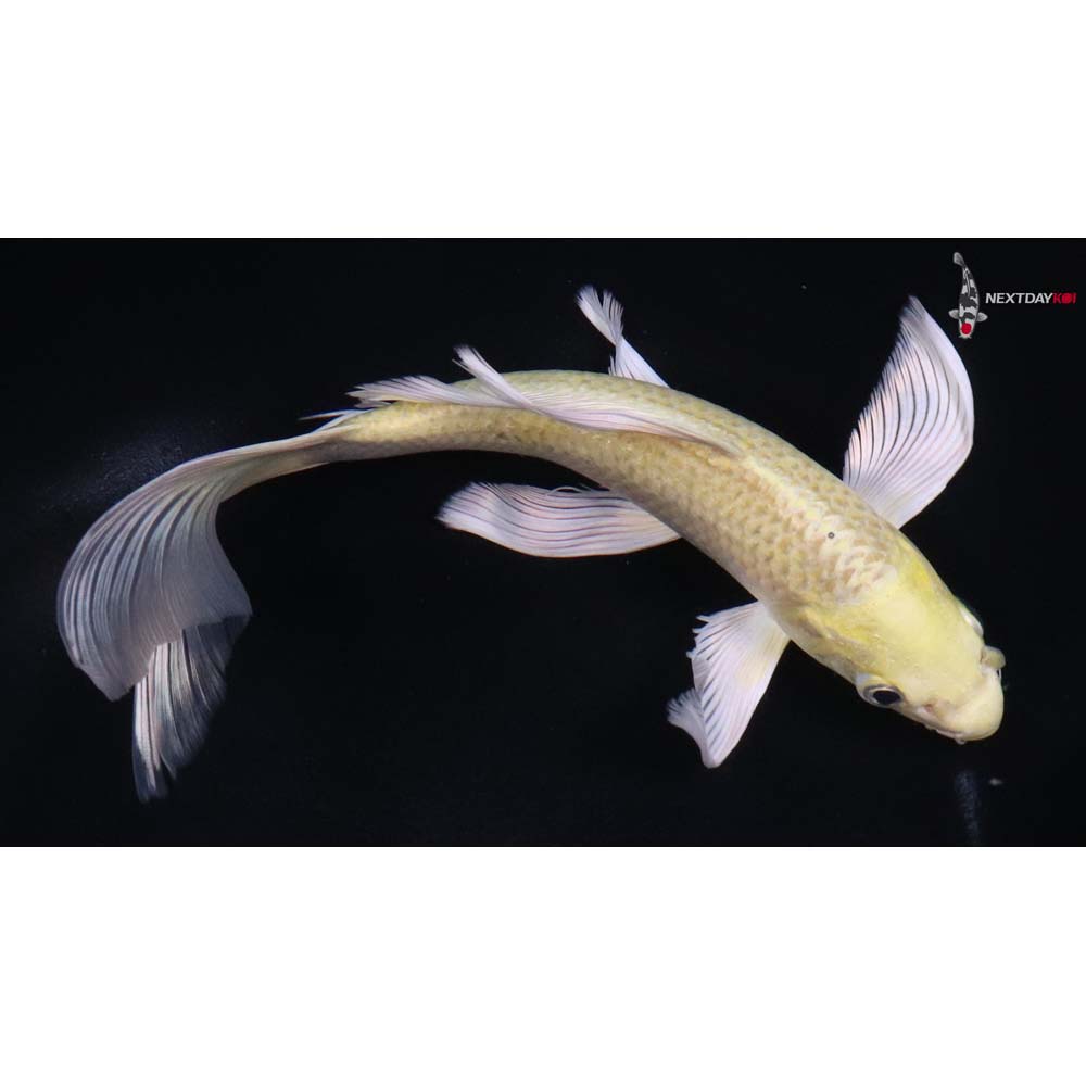 8.5” Imported Yamabuki Ogon Butterfly Koi