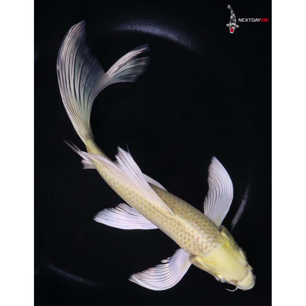 8.5” Imported Yamabuki Ogon Butterfly Koi