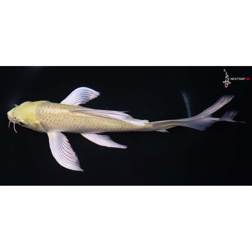 8.5” Imported Yamabuki Ogon Butterfly Koi