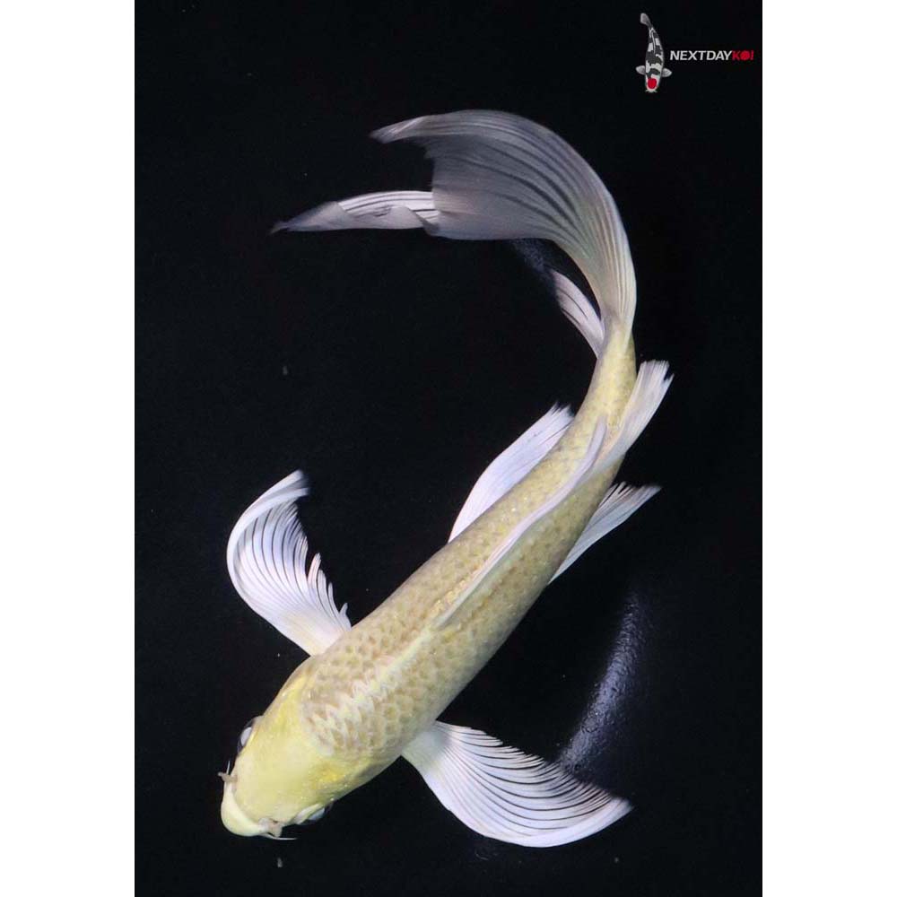 8.5” Imported Yamabuki Ogon Butterfly Koi