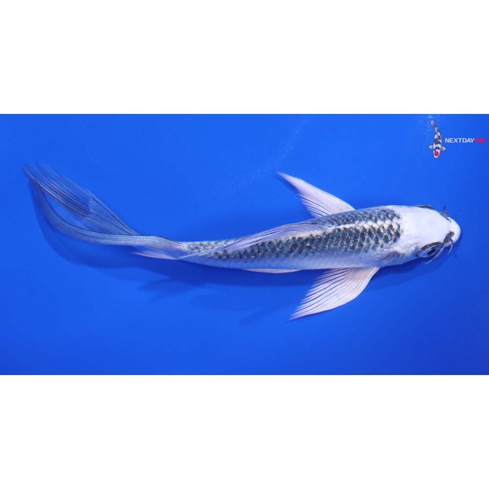 4.5” Imported Gin Matsuba Butterfly Koi