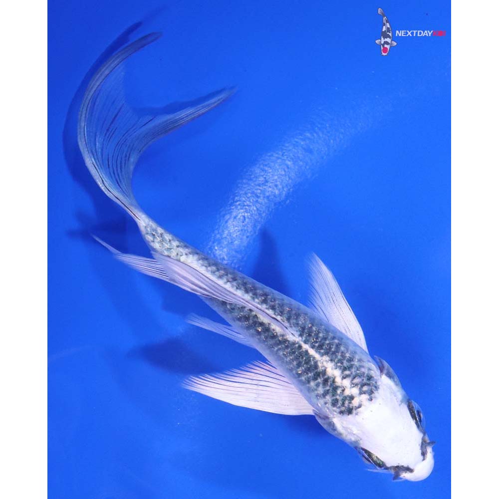 4.5” Imported Gin Matsuba Butterfly Koi