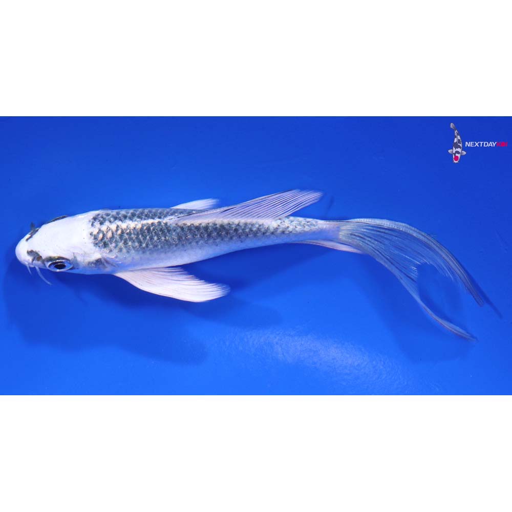 4.5” Imported Gin Matsuba Butterfly Koi