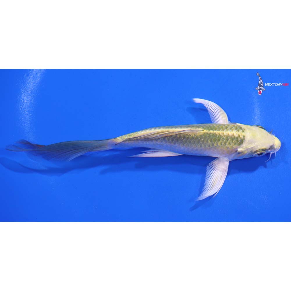 5β Imported Kujaku Butterfly Koi