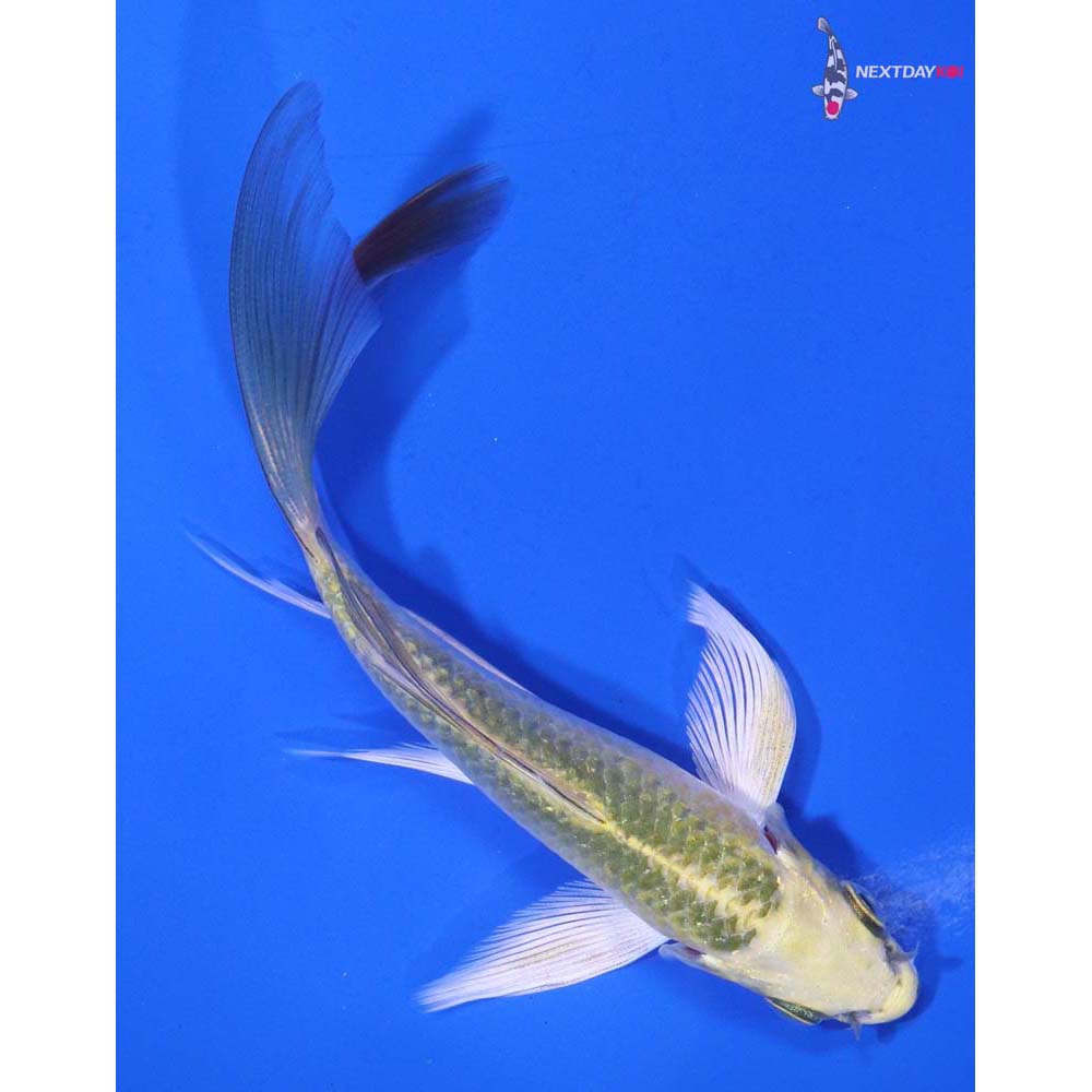 5β Imported Kujaku Butterfly Koi