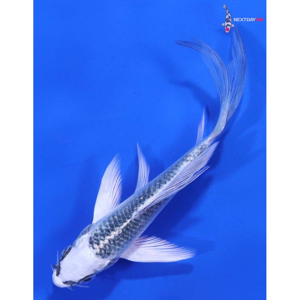 4.5” Imported Gin Matsuba Butterfly Koi