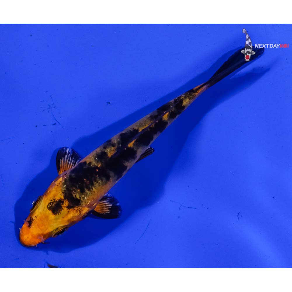 3.5” Imported Kin Aka Bekko