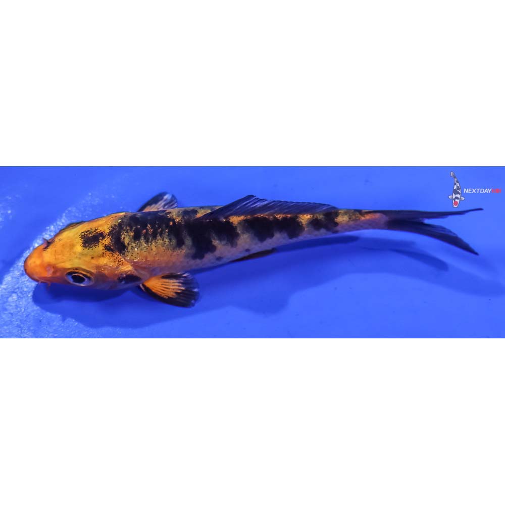 3.5” Imported Kin Aka Bekko