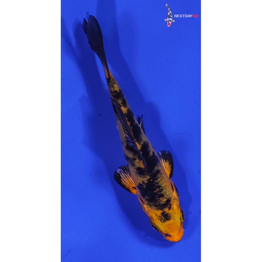 3.5” Imported Kin Aka Bekko
