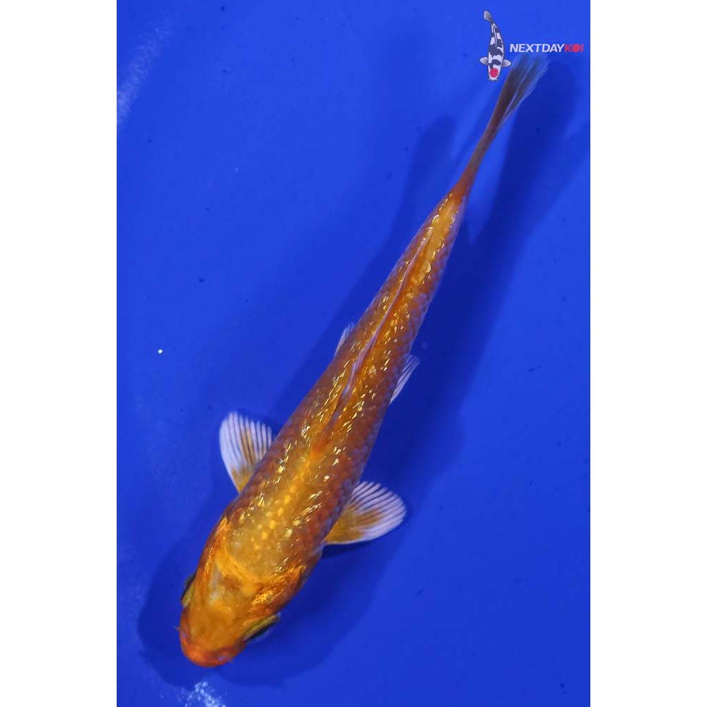 4” Imported Gin Rin Orenji Ogon