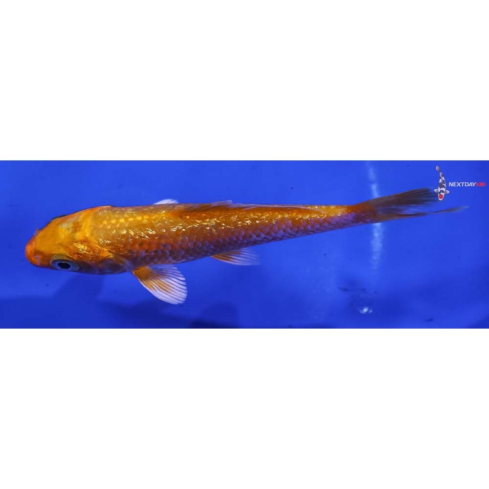 4” Imported Gin Rin Orenji Ogon