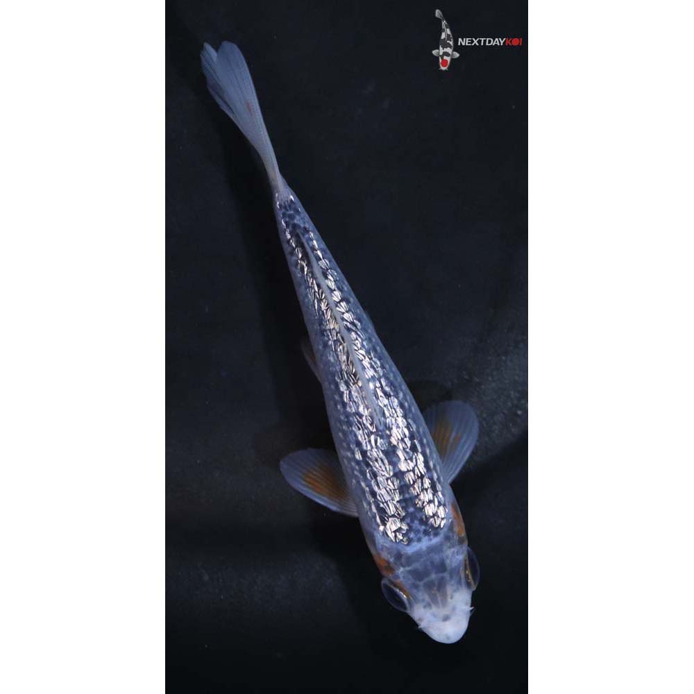 4” Imported Gin Rin Asagi