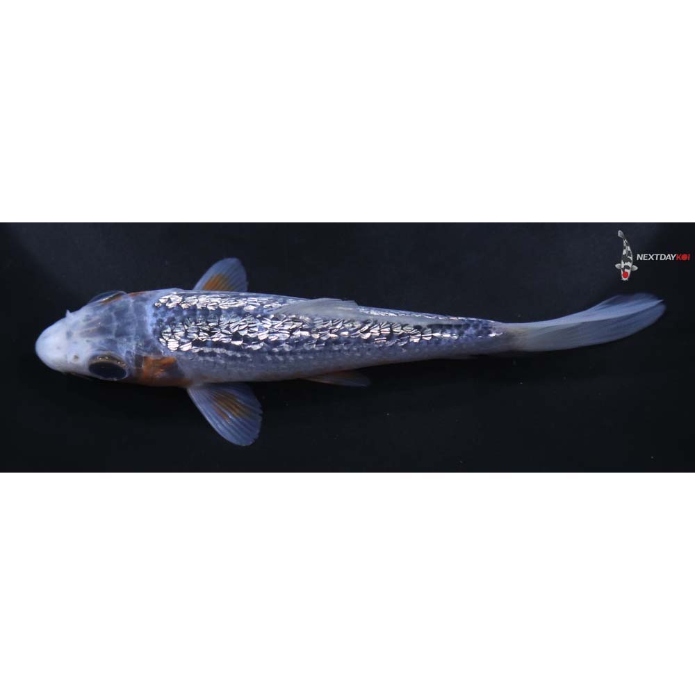 4” Imported Gin Rin Asagi