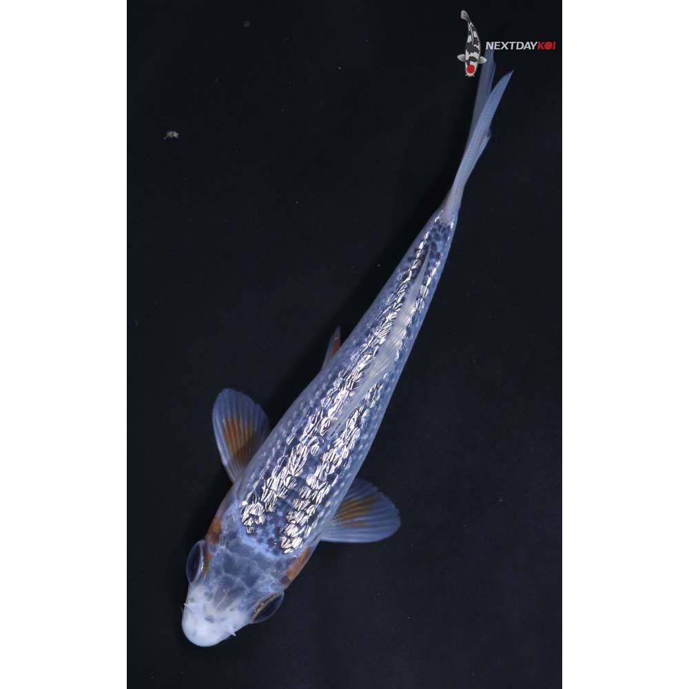 4” Imported Gin Rin Asagi