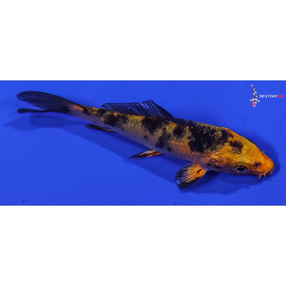 3.5” Imported Kin Aka Bekko