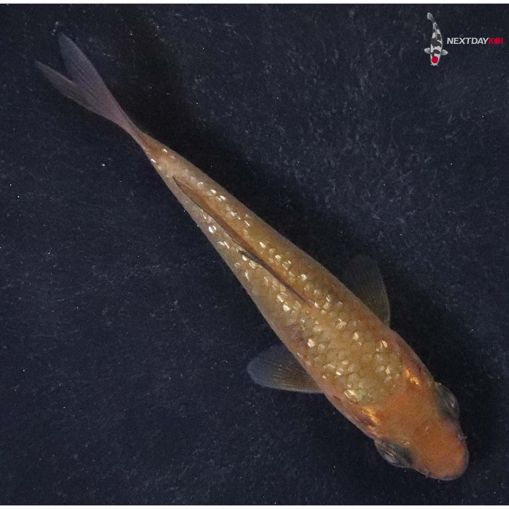 3” Imported Gin Rin Chagoi