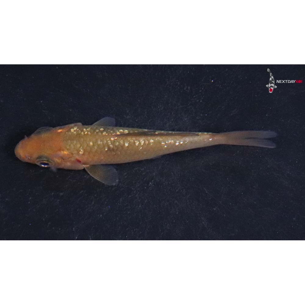 3” Imported Gin Rin Chagoi