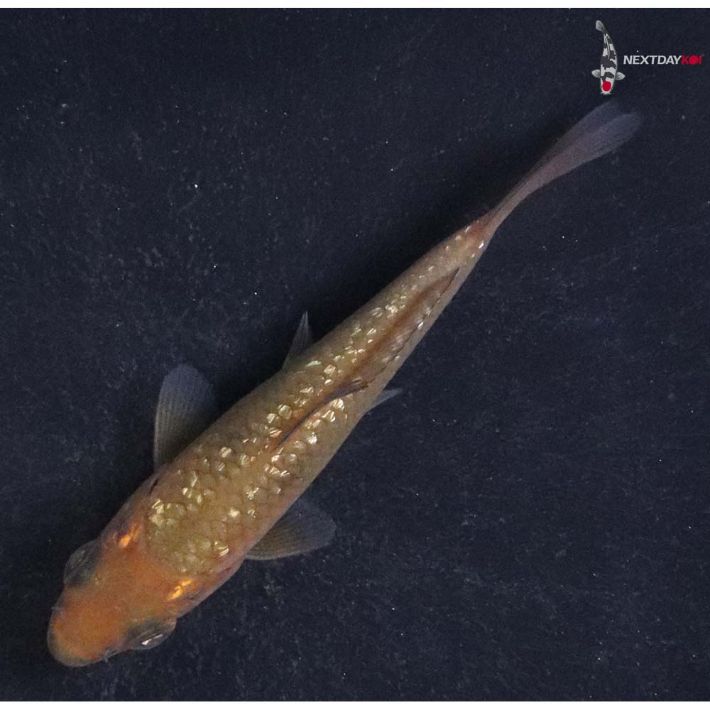 3” Imported Gin Rin Chagoi