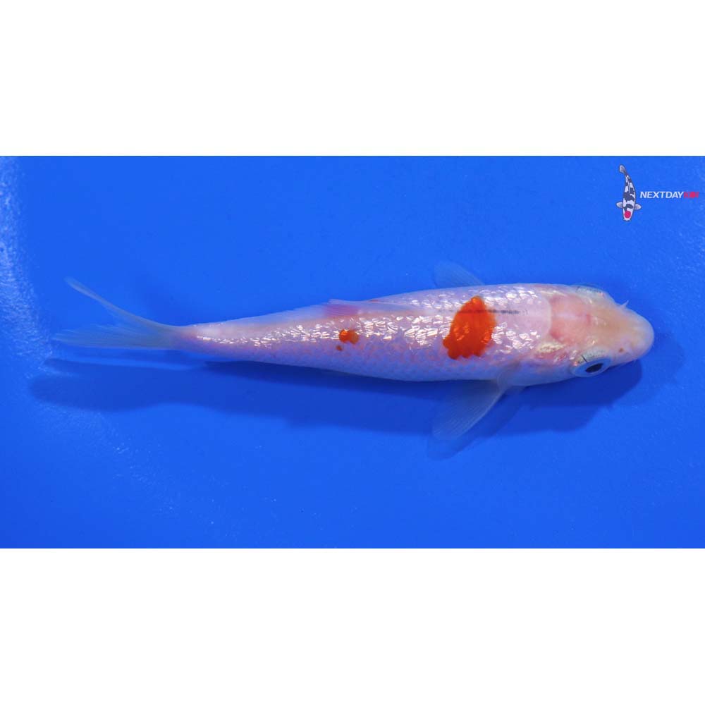 3.5” Imported Gin Rin Kohaku