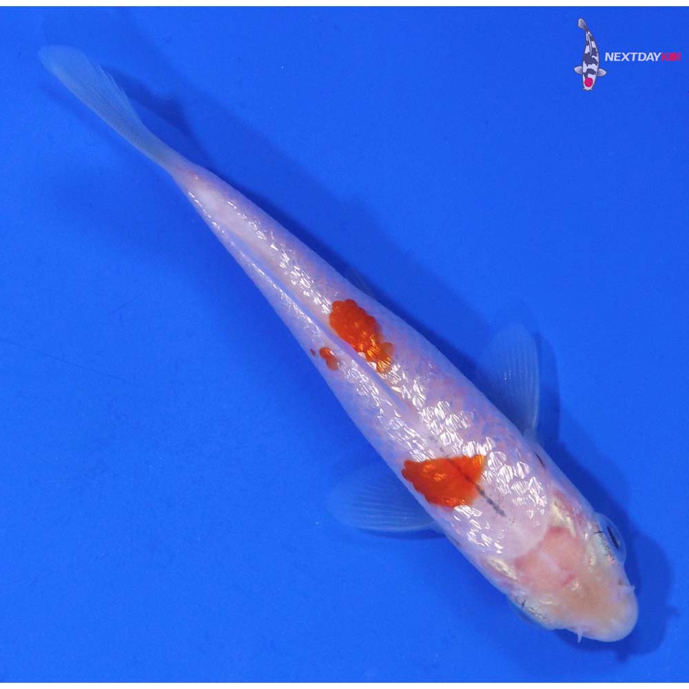 3.5” Imported Gin Rin Kohaku