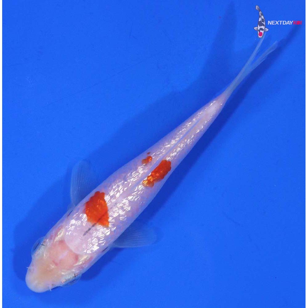 3.5” Imported Gin Rin Kohaku