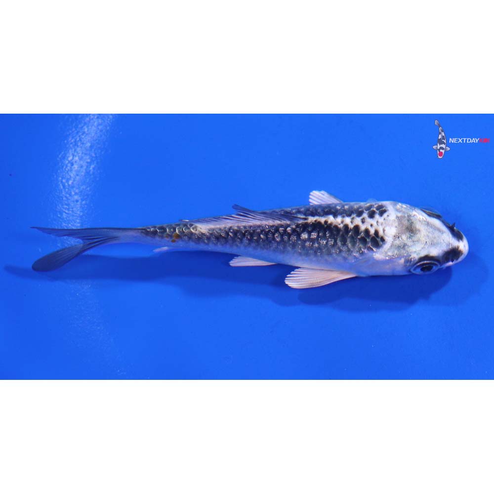 3.5” Imported Kujaku