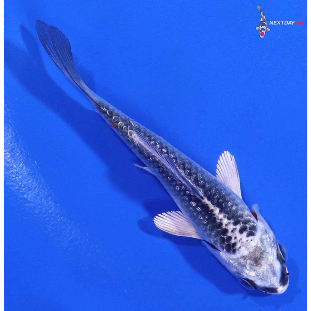 3.5” Imported Kujaku