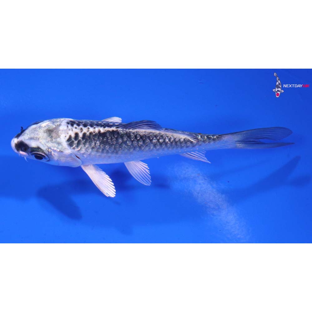 3.5” Imported Kujaku